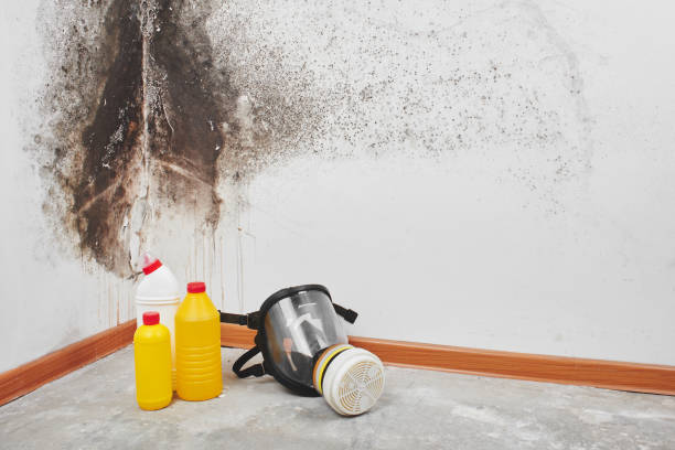 Best Mold Remediation  in North Granby, CT