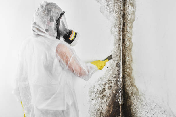 Best Emergency Mold Removal  in North Granby, CT