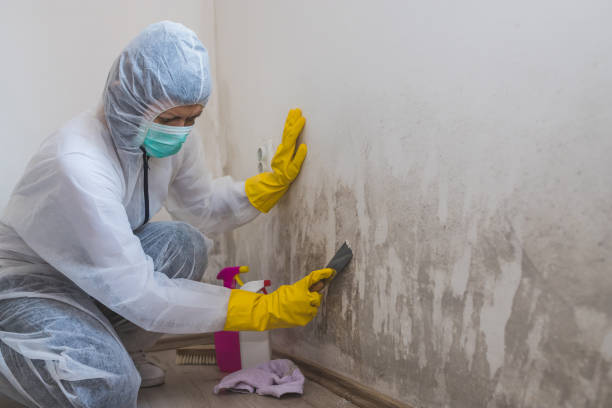 Best Local Mold Removal Service  in North Granby, CT