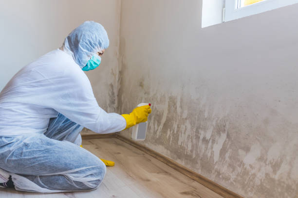 Best Mold Damage Repair  in North Granby, CT