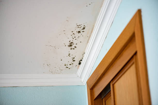 Best Crawl Space Mold Removal  in North Granby, CT
