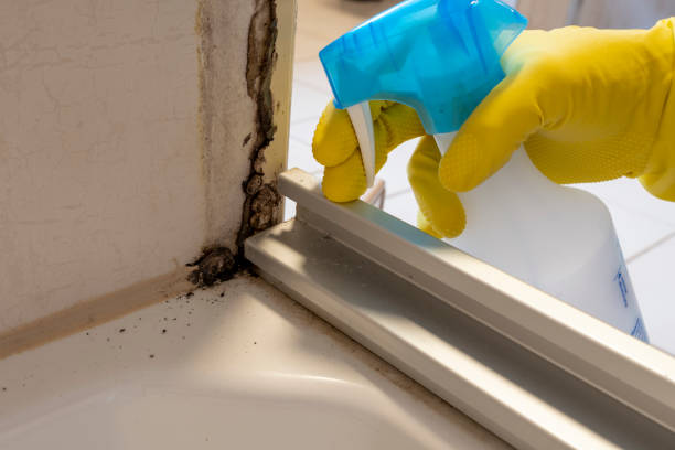 Best Best Mold Removal Companies  in North Granby, CT