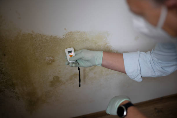 Best Mold Remediation  in North Granby, CT