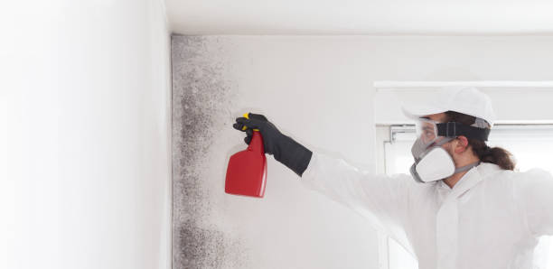 Best Professional Mold Removal  in North Granby, CT
