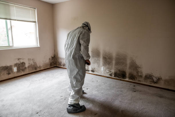 Best Black Mold Removal  in North Granby, CT