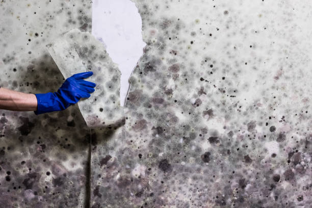 Best Home Mold Removal  in North Granby, CT