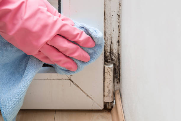 North Granby, CT Mold Removal Company