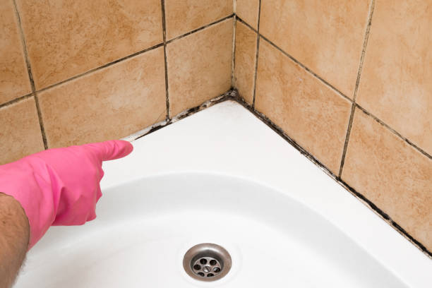 Best Mold Removal and Inspection  in North Granby, CT